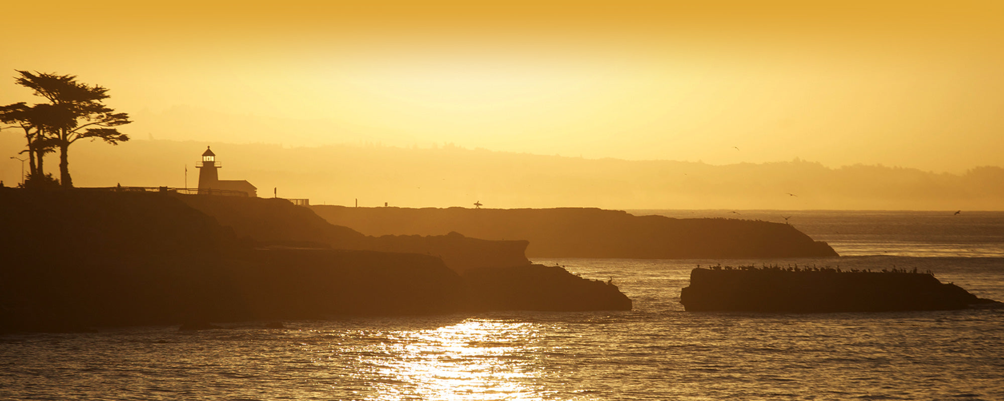 Pacific Wave Surf Shop, Santa Cruz, Ca Photo Dave Nelson